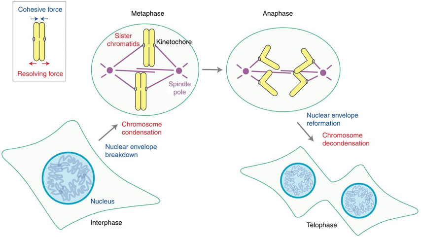 Overview of chromosome dynamics during mitosis. (Hirano T, et al. 2015)