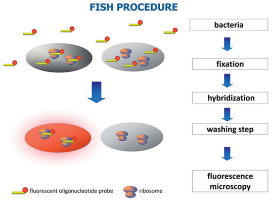 Sequential procedures of FISH. (Frickmann H, et al. 2017)