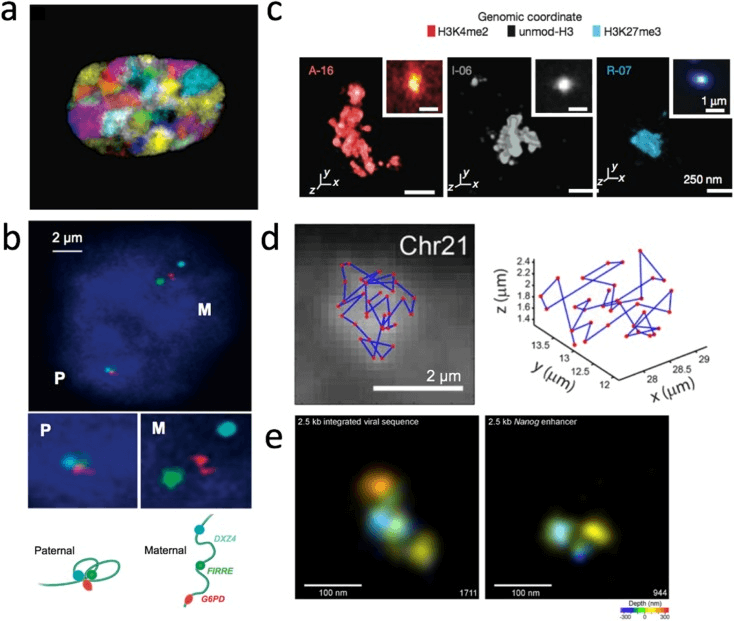 3D genome visualization based on DNA-FISH methods. (Ma T, et al. 2018)