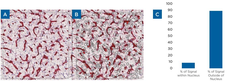 Figure 1. AAV-treated liver stained with the RNAscope 2.5 LS Red assay.