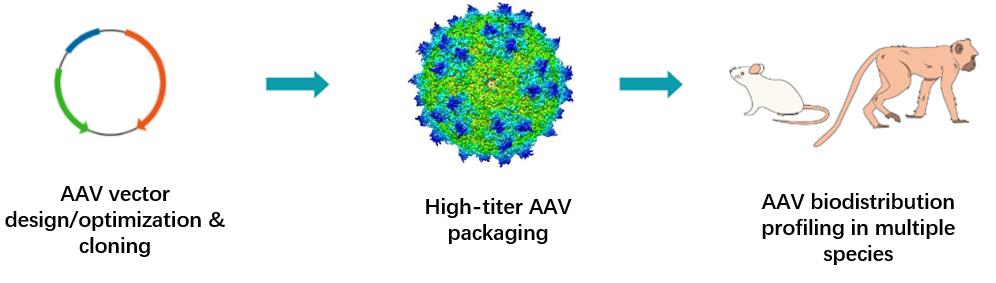 AAV Vector/transgene/Biomarker Protein Biodistribution Analysis