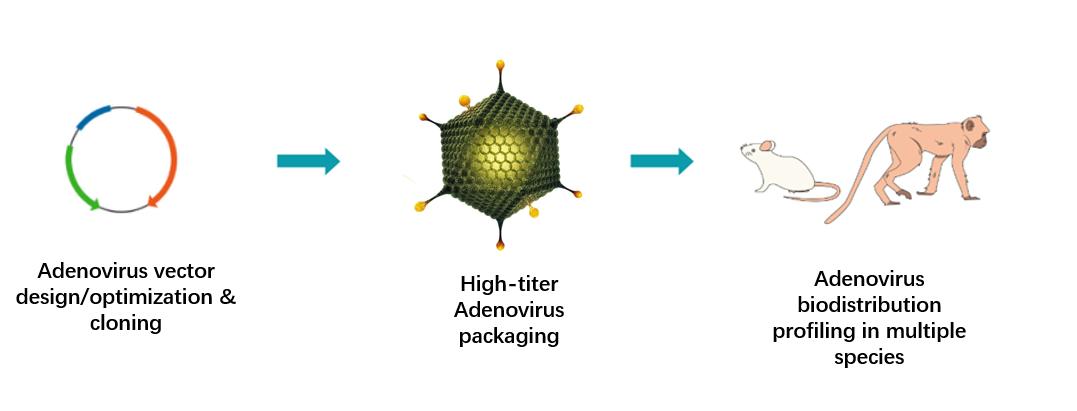 Adenovirus-VTB-Protein-Biodistribution-Analysis-1.jpg