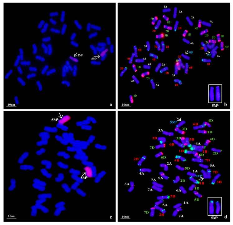 Genomic in situ hybridization (GISH) and non-denaturing fluorescence in situ hybridization (ND-FISH) detection of mitotic chromosomes in the root tips.
