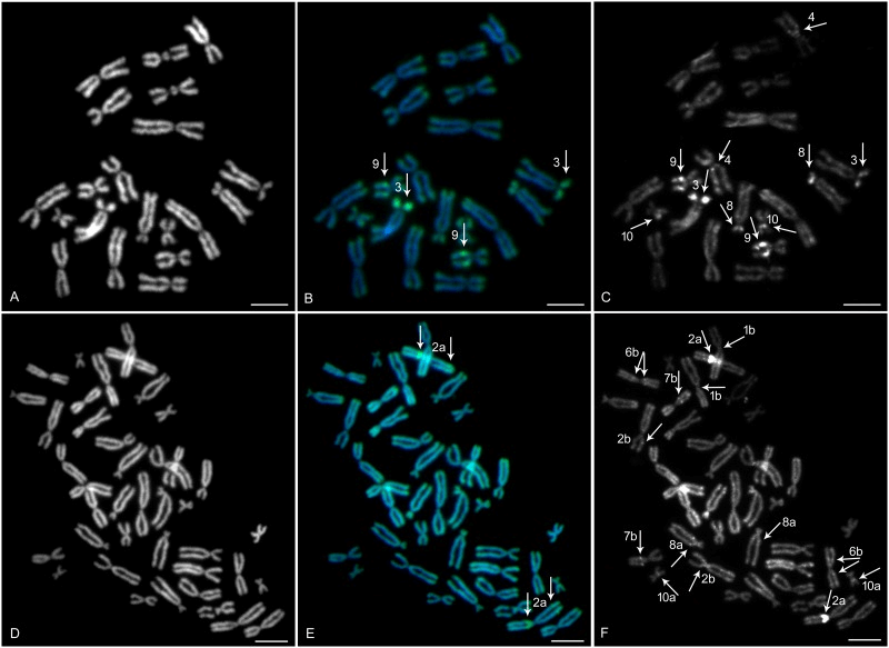 Sequential fluorescent chromosome banding on metaphase spread of X. tropicalis and X. mellotropicalis.