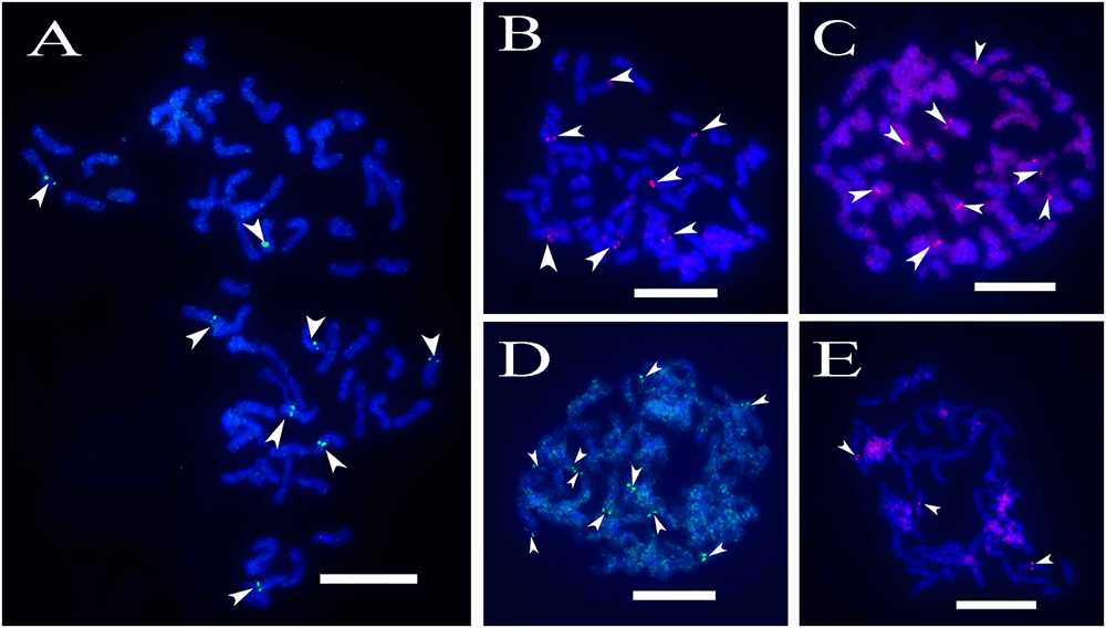 A case of using BAC-FISH to hybridize with chromosome-specific BAC clones.