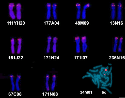 Mapping of selected BAC clones using FISH on metaphase chromosomes. (Spirhanzlova P, et al. 2017)