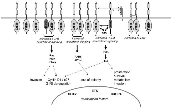 Fig 1. FISH analysis of HER2 amplification. (Moasser M M, et al. 2007)