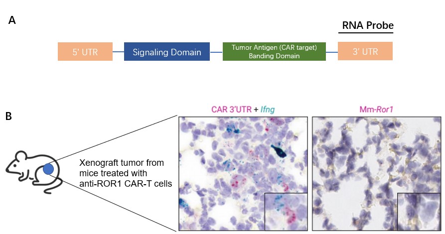 RNA ISH assay for detection. (A) RNA ISH probes were designed to target the 3' UTR of the CAR vector. (B) Activated CAR+ T cells traffic to the tumor site.