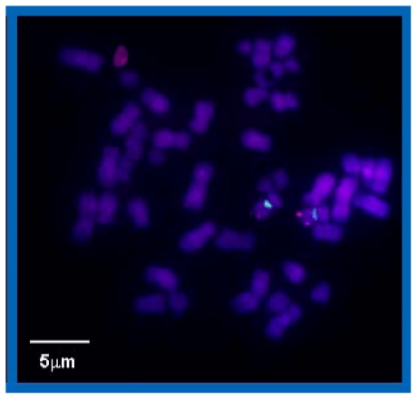 An example of a two-color experiment using the repetitive centromere 9 PNA COMBO-FISH probe.