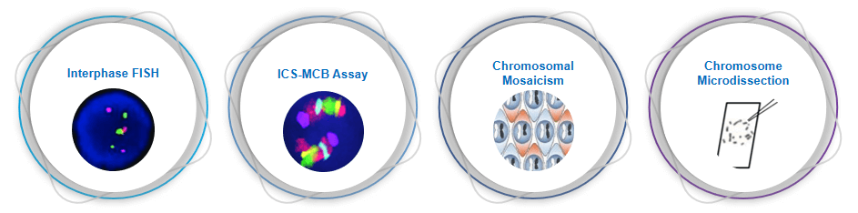 Key points of chromosome mosaicism testing service. - Creative Bioarray