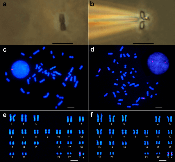 Microdissection procedure and FISH using chromosome-specific probe  obtained via DOP-PCR.