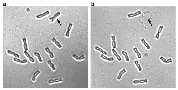 Microdissection of 1R chromosome of rye using a micromanipulator.