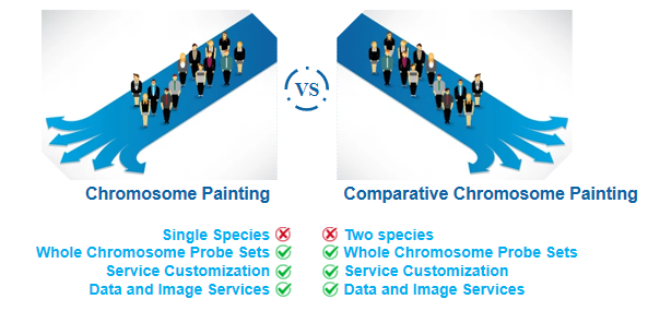 Comparison of chromosome painting and comparative chromosome painting.
