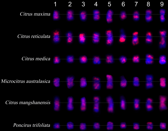 A case of evolutionary analysis using chromosome painting method.