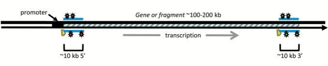Probes for the transcribed and the non-transcribed strand are hybridised to separate groups of comet slides.