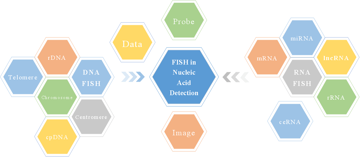 Creative Bioarray nucleic acid analysis related FISH service.