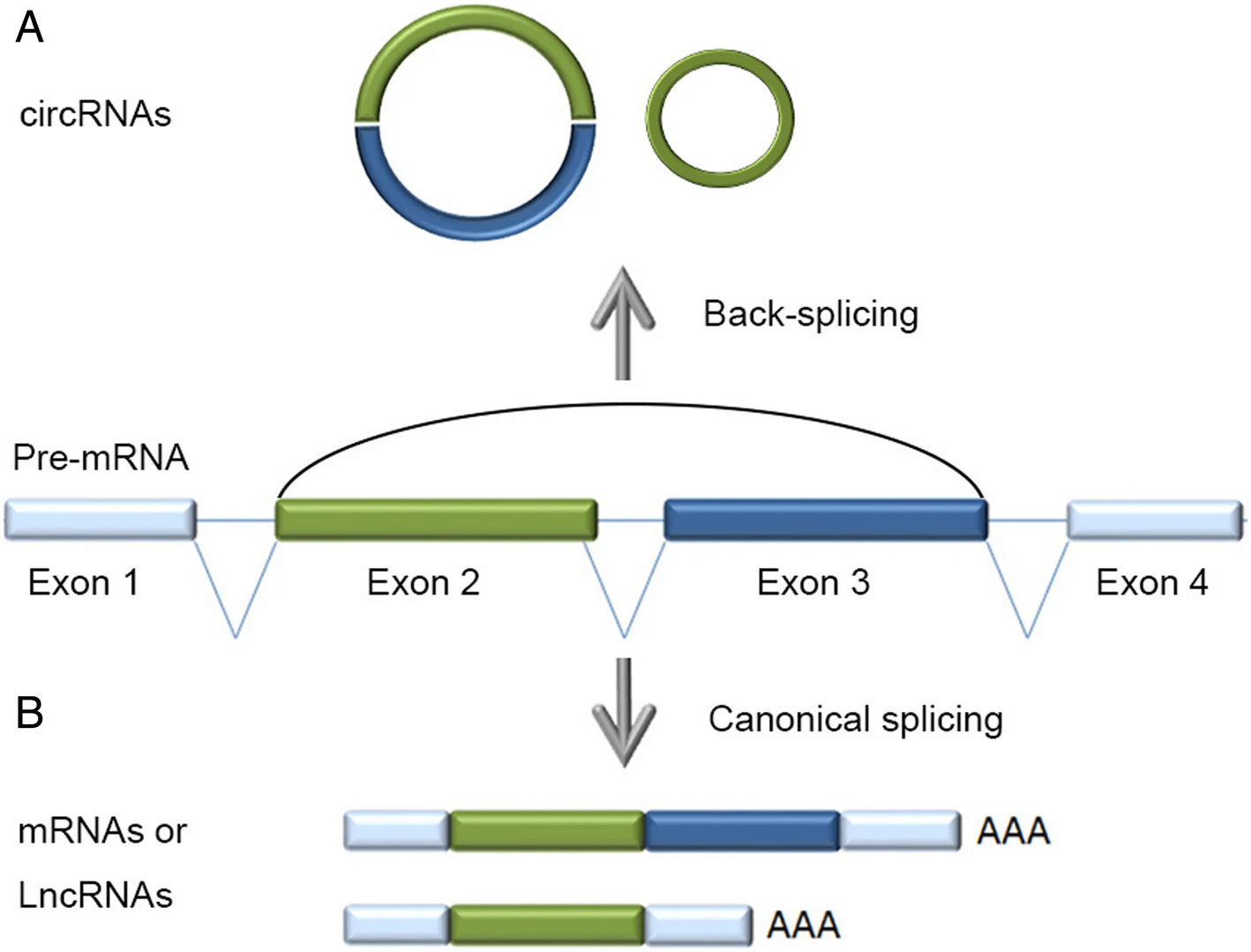 Back-splicing and canonical splicing of a single pre-mRNA. (Yu C Y, et al. 2019)