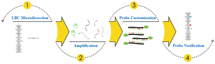 Lampbrush chromosomes (LBC) microdissection and probe customization workflow.- Creative Bioarray