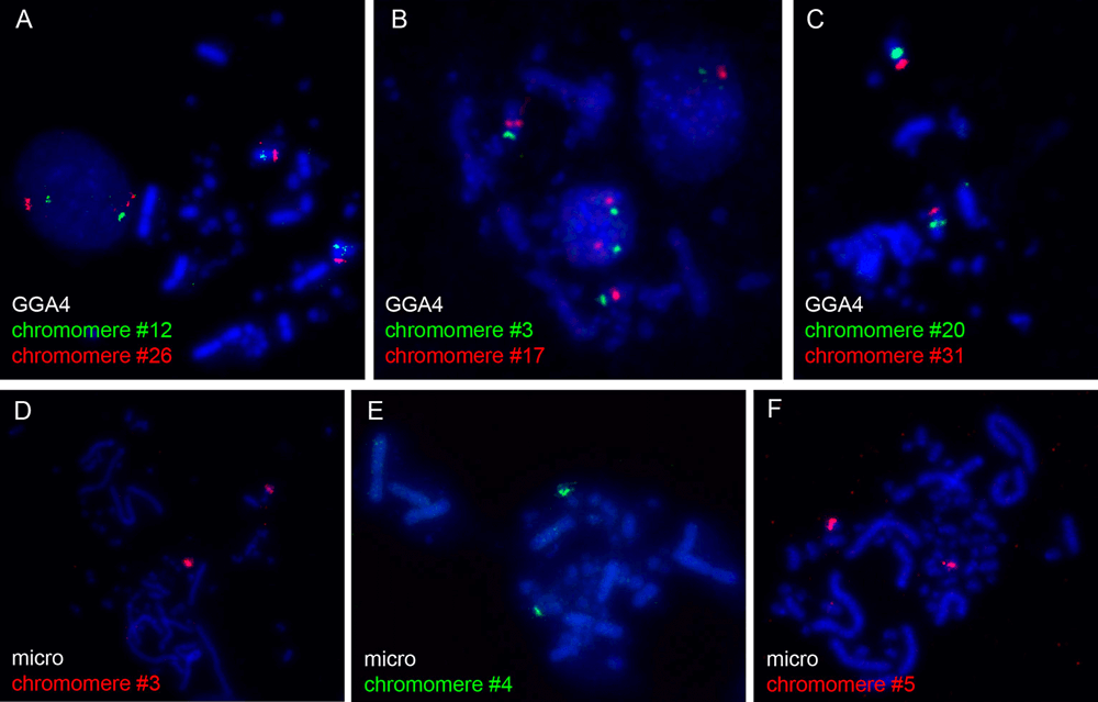 FISH-mapping of microdissected lampbrush chromosome chromomeres on chicken metaphase chromosomes.