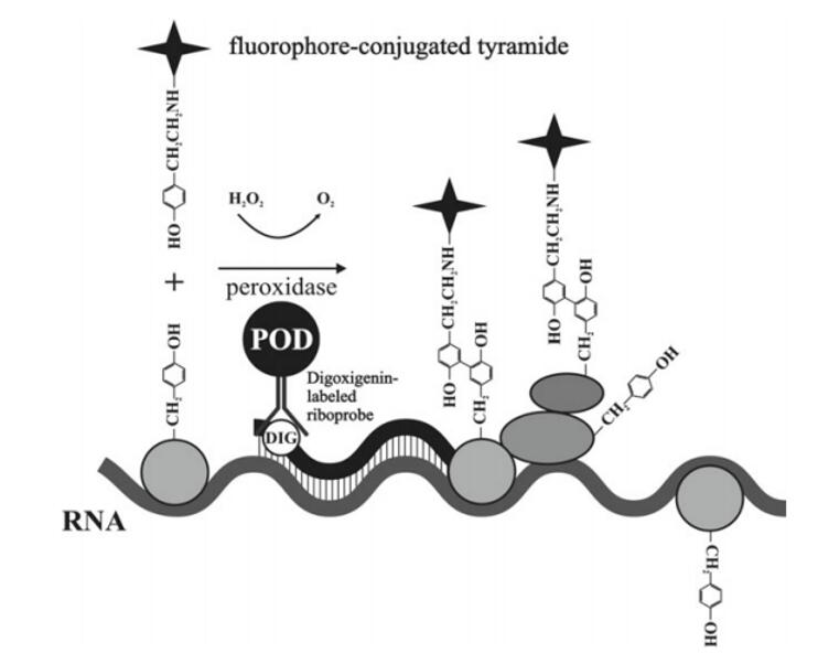 Mechanism of tyramide signal amplifi cation (TSA).