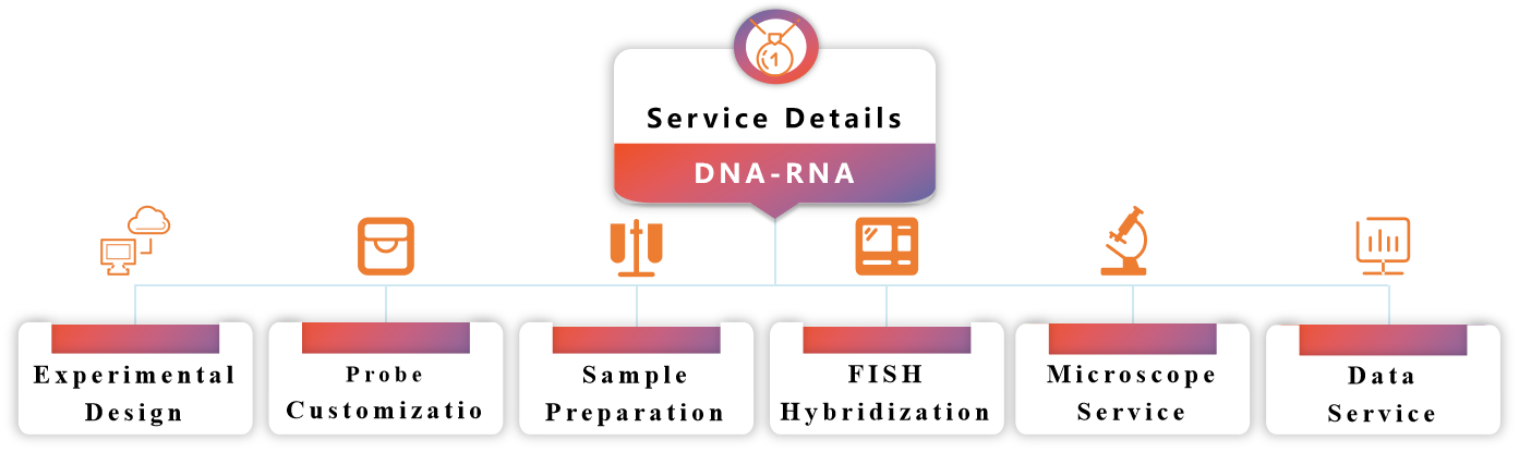 Our DNA-RNA FISH service.