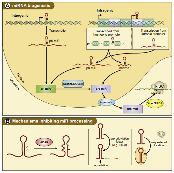Fig 1. miRNA Biogenesis and Processing. (Fineberg S K, et al. 2009)