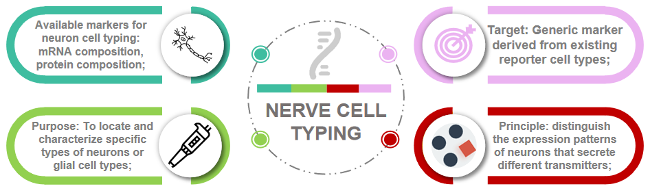 The core of cell typing service in neuroscience.