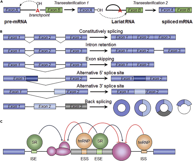 Fig 1. RNA Splicing and Its Regulation. (Xiaojun Ren,, et al. 2019)