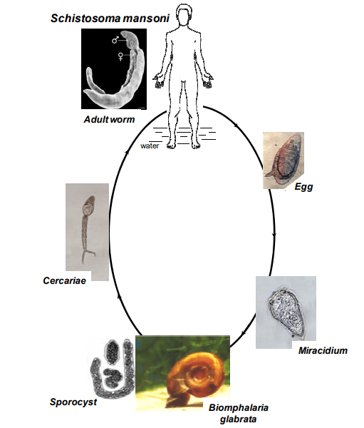 Fig 1. Schistosoma mansoni life cycle. (Christine Coustau, et al. 2015)