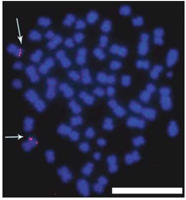 Fig 2. Representative two-dimensional FISH image of the hybridisation of nonrepetitive genes onto two homologous B. glabrata chromosomes. (Edwin C Odoemelam, et al. 2010)