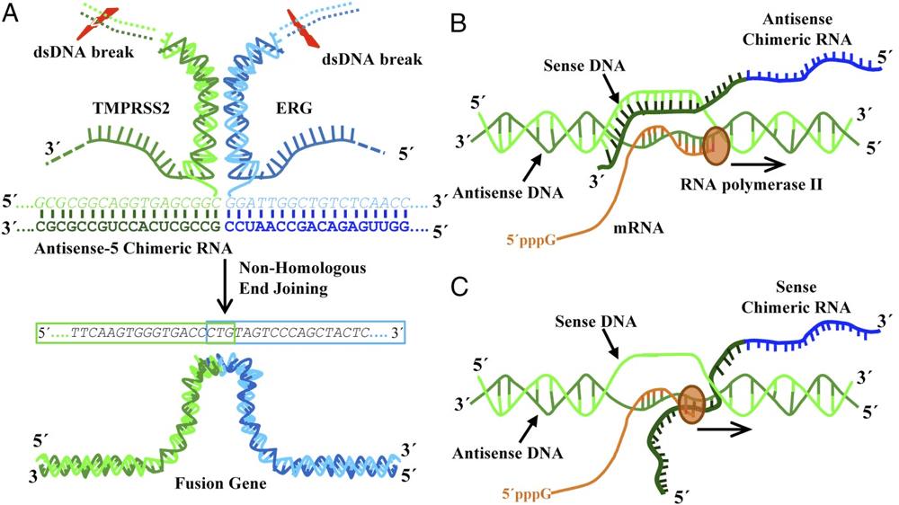 Fig 1. A model of RNA-mediated gene fusion in mammalian cells. (Sachin Kumar Gupta, et al. 2018)