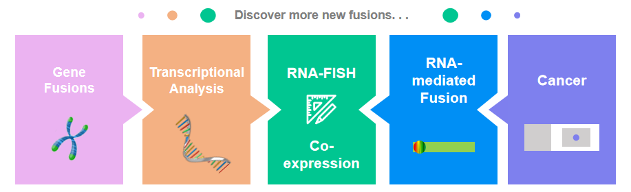 Fig 2. FISH Assay for Transcriptional Analysis of Gene Fusions in Cancer. - Creative Bioarray