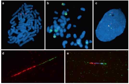 Fig 1. FISH on rat chromosomes and DNA fibers. (Andrew Jefferson, et al. 2010)