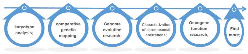 Fig 2. FISH applications in laboratory rat genomic studies. - Creative Bioarray