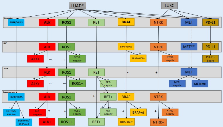 Fig 1. Therapierelevante Biomarker: Darstellung der NSCLC-relevanten (NSCLC, nichtkleinzelliges Bronchialkarzinom) Biomarker und der Etappen der molekularen Aufarbeitung. (Hieggelke L, et al. 2020)