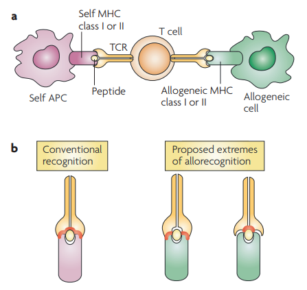 T-cell recognition of conventional and allogeneic complexes.