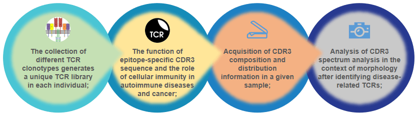 Application of TCR CDR3 visual analysis.