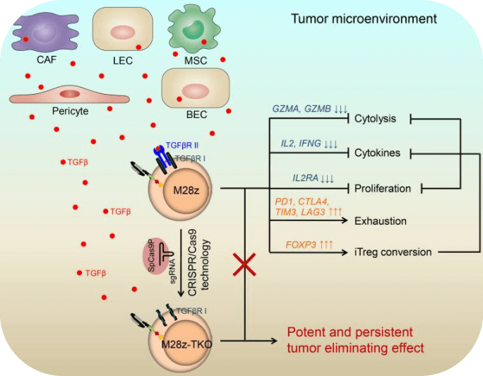 Schematic diagram of the tumor microenvironment.