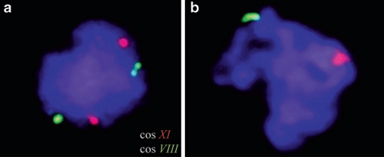 Fig 1. Some examples of studies carried out in teething yeast. (a) Spread meiocyte nucleus (DAPI, blue) hybridized with cosmids for chromosome III (green) and XI (red). (b) Same experiment but pachytene nucleus with two large signals indicating homologous pairing. (Harry Scherthan, et al. 2010)