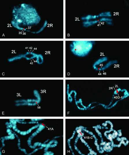 Fig 1. Examples of FISH mapping of cDNA probes to the mitotic and polytene heterochromatin of chromosome 2. (Fabrizio Rossi, et al. 2007)