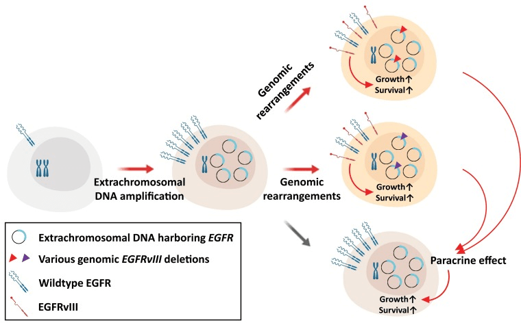 Fig 2. The possible mechanisms of tumor progression through genomic rearrangements of extrachromosomal DNA in glioblastoma. (Koga T, et al. 2019)