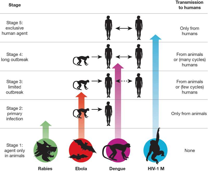 Fig 1. Illustration of the five stages through which pathogens of animals evolve to cause diseases confined to humans. (Wolfe N D, et al. 2007)