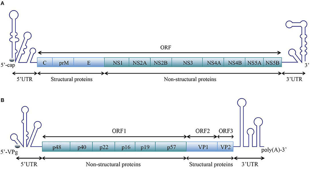 Fig 1. Schematic representation of the organization of the ssRNA(+) virus genome. (Liu Y, et al. 2020)