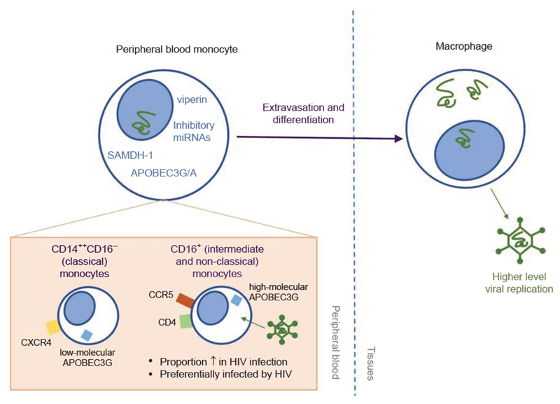 Fig 1. Monocytes and macrophages are important targets of HIV. (Campbell J H, et al. 2014)