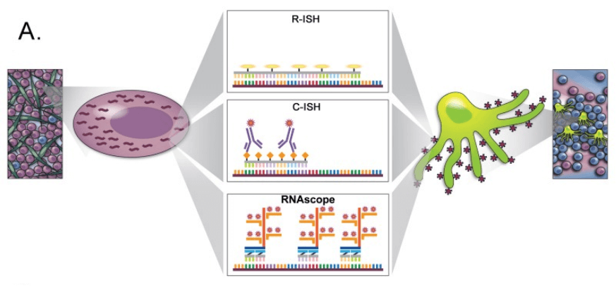 Fig 2. Schematic to demonstrate key differences between standard radiolabeled ISH (R-ISH), chromogenic ISH (C-ISH) and the next-generation RNA-scope approaches. (Deleage C, et al. 2018)