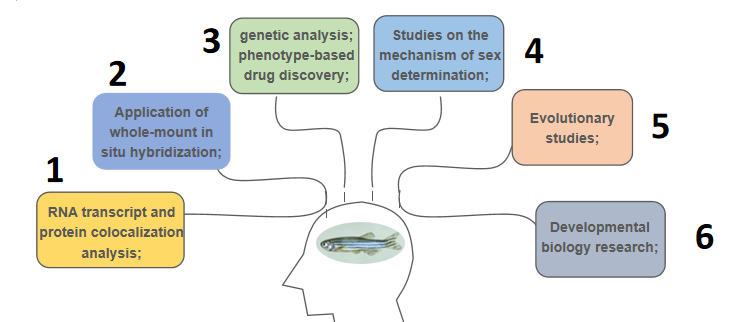 Fig 2. Availability of FISH assays in zebrafish. - Creative Bioarray