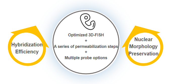 Fig 2. FISH detection of animal preimplantation embryos.