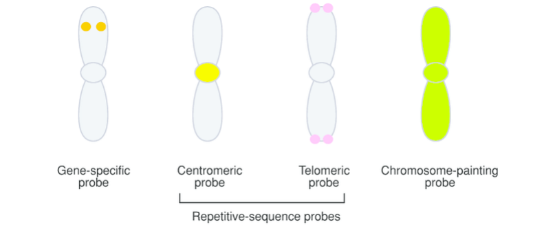 Examples of different types of fluorescent in situ hybridization probes.
