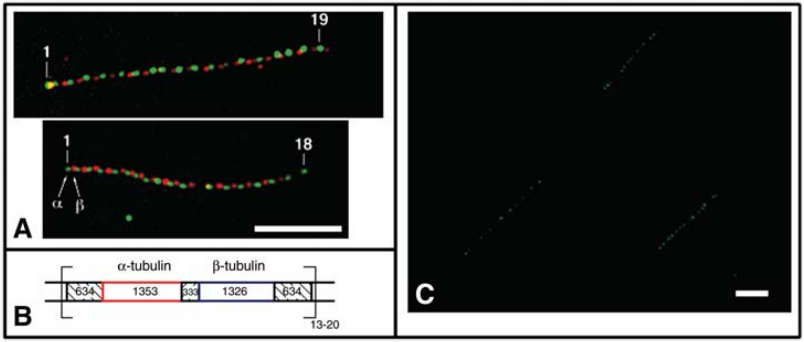 Detection of repetitive gene organization by Fiber-FISH.