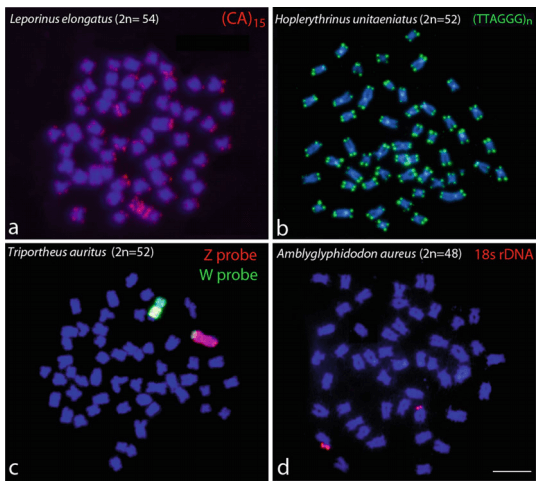 Fig 1. Fluorescence in situ hybridization to metaphase chromosomes of distinct fish species. (Cassia F Y, et al. 2017)